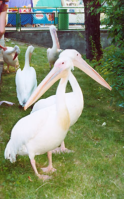 Moscow Zoo, Moscow, Russia